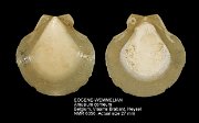 EOCENE-WEMMELIAN Amusium corneum